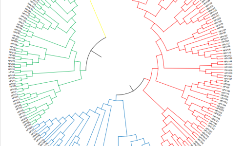 HUMAN PAPILLOMAVIRUS TAXONOMY